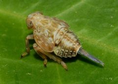 Hemiptera Fulgoromorpha